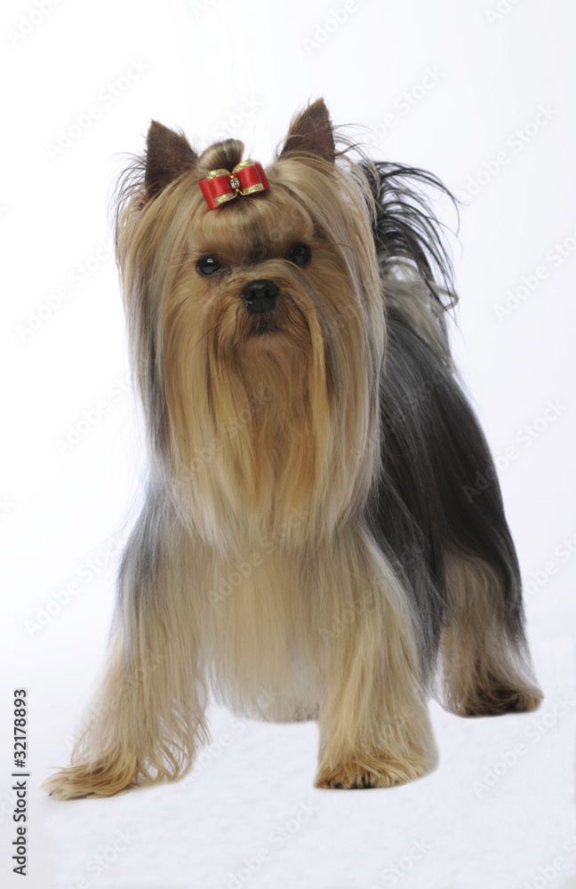 yorkshire terrier volontaire de face yorkshire terrier volontaire de face