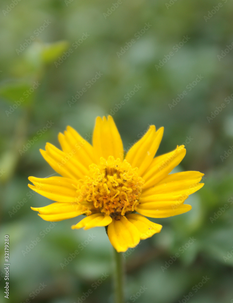 Yellow flower Yellow flower