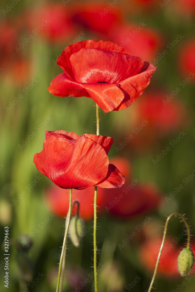Papaveri Papaveri