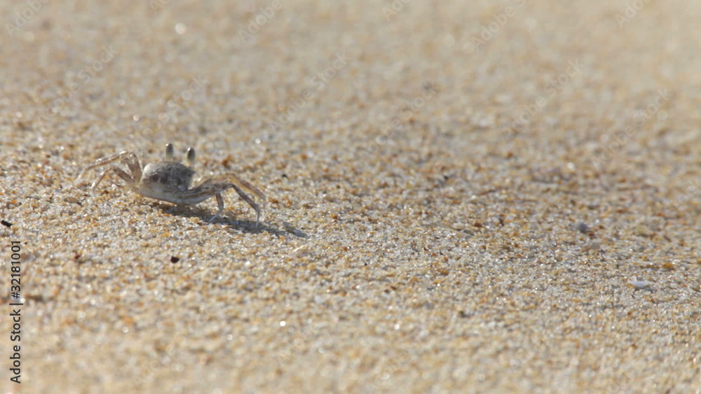 Crab Crab