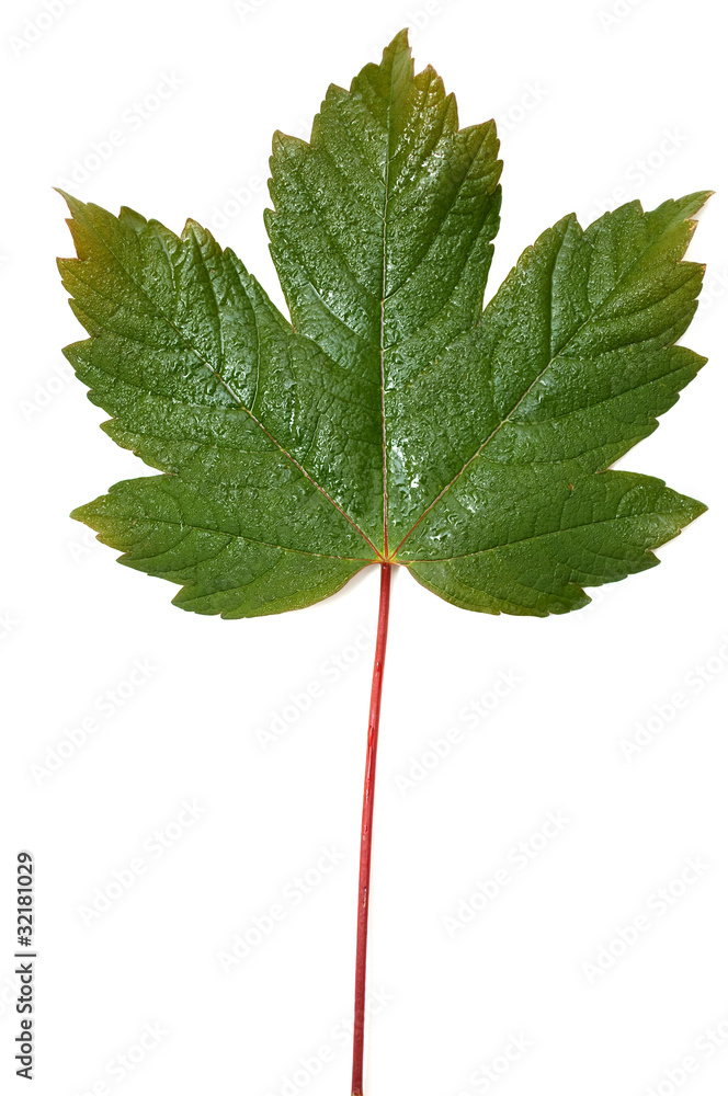 Fototapeta premium green leaf isolated on white