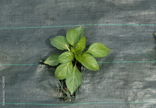 plant de poivron sur bâche