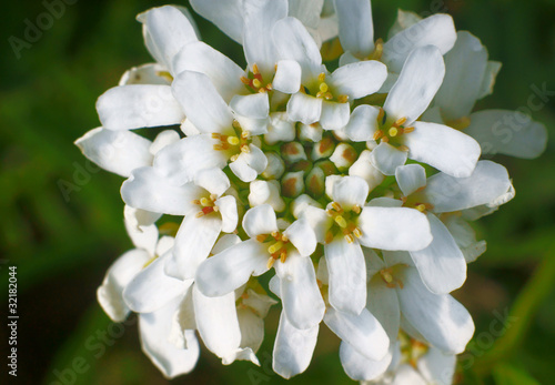 białe kwiaty © GKor