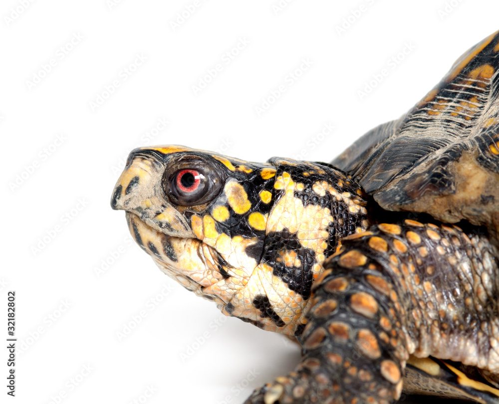 Fototapeta premium Face of box turtle