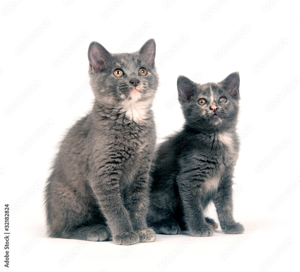 Fototapeta premium Two cute kittens