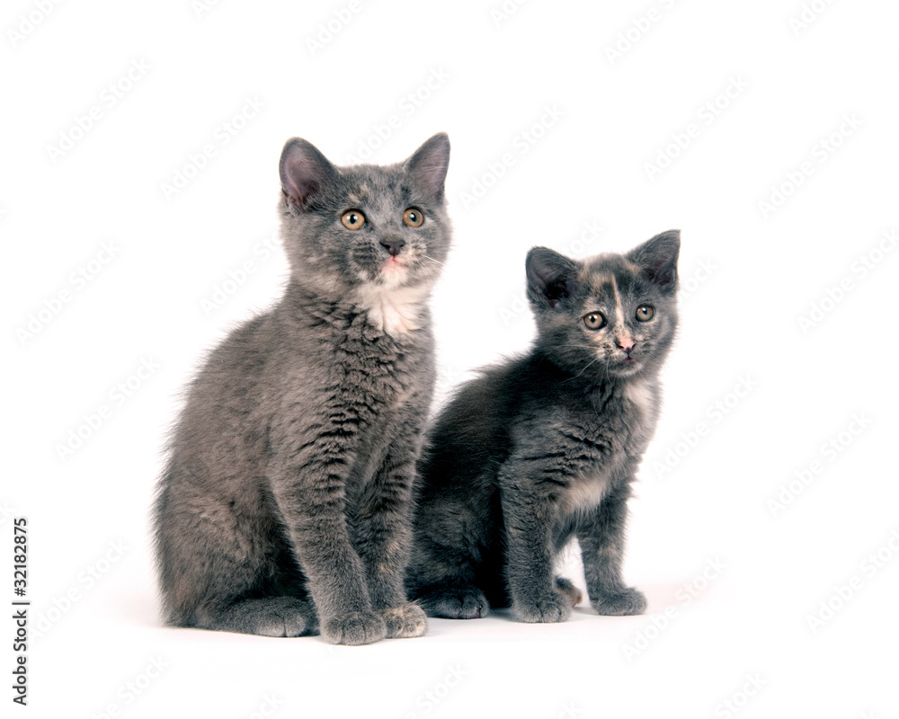 Fototapeta premium Two cute kittens