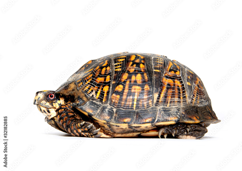 Obraz premium Box turtle on white