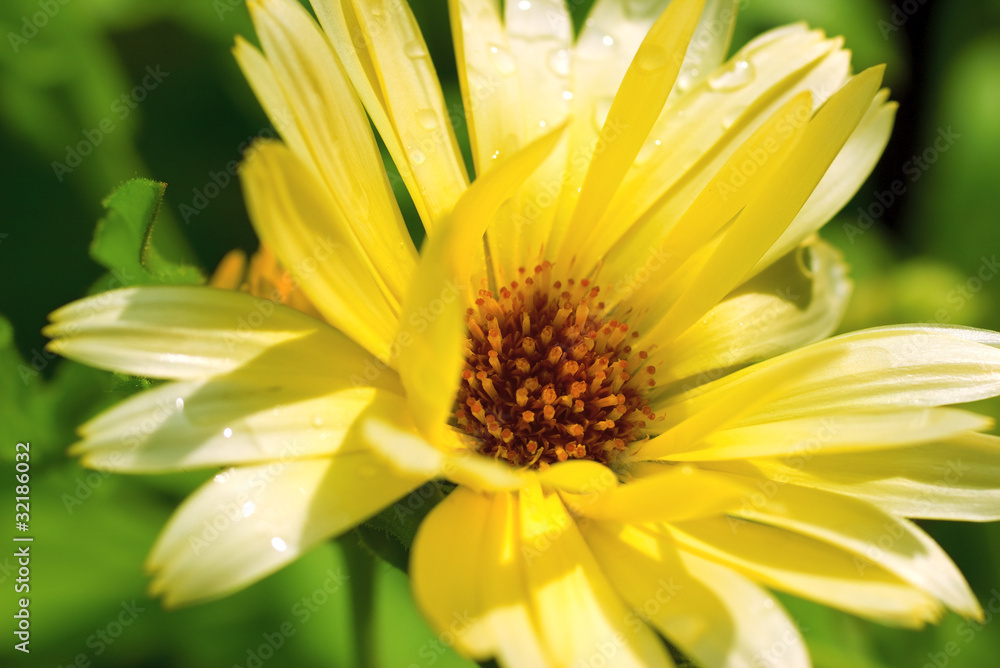 Calendula Flower (Calendula officianalis) Calendula Flower (Calendula officianalis)
