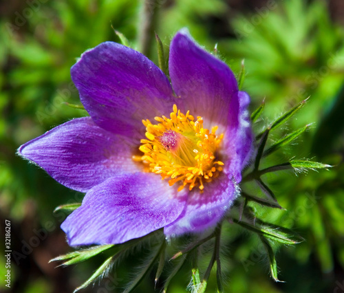 Sleep flower
