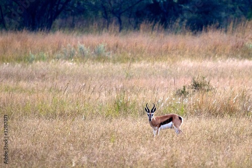 Fototapeta Naklejka Na Ścianę i Meble -  Common Springbok