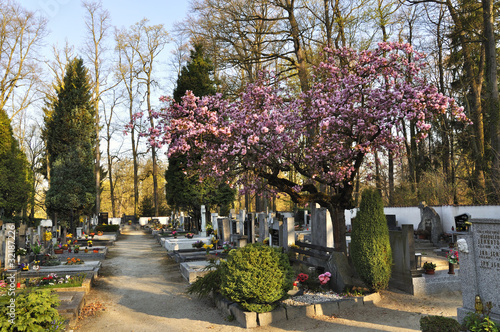cemetery