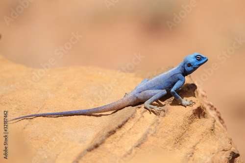 Tableau sur toile A Sinai Agama Warming itself in the Sun, Petra