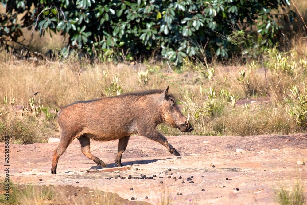 Fototapeta premium Warthog