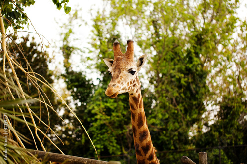 Photography giraffa