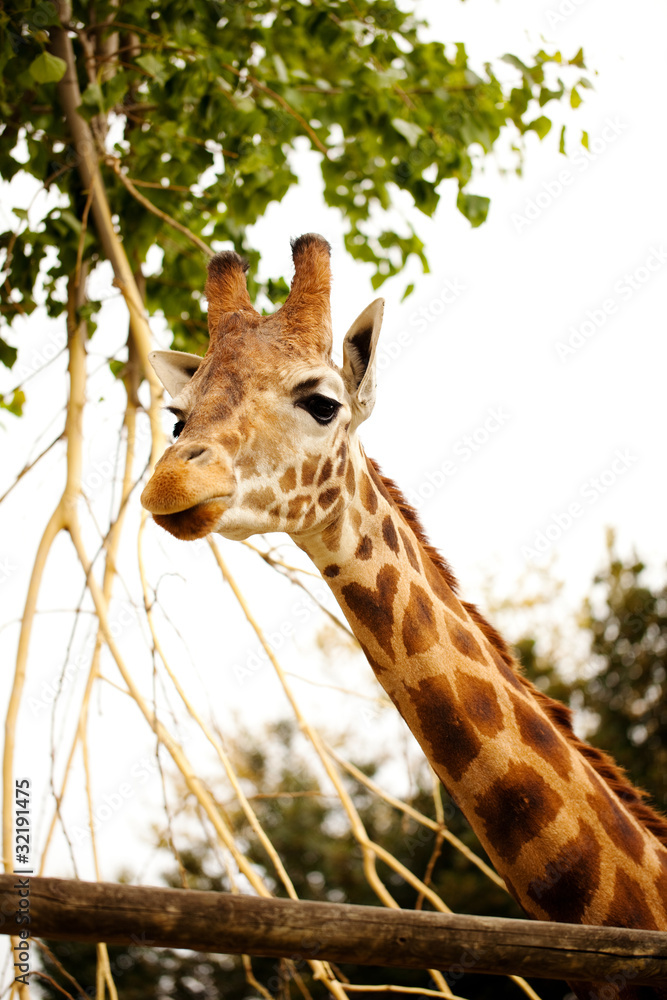 Obraz premium giraffa