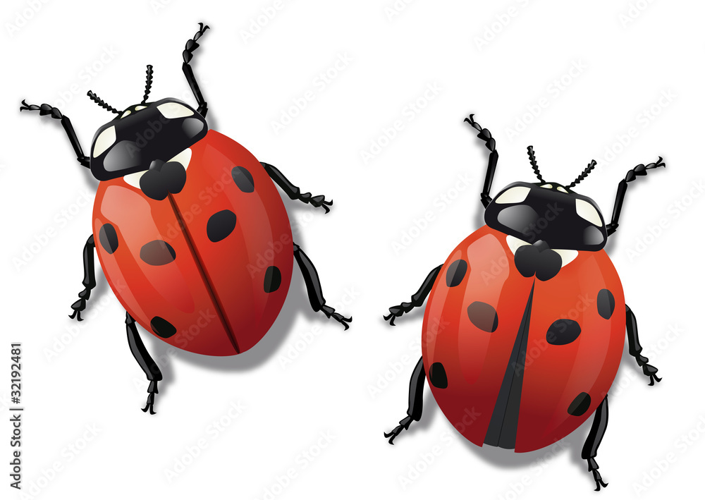 Naklejka premium Coccinelle_Vol
