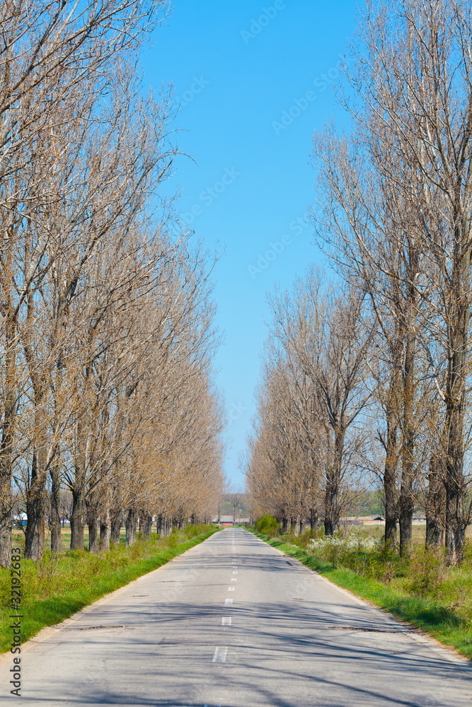 Empty road through trees