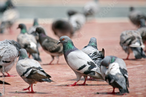 One Dove in the grup on the floor of the town square photo