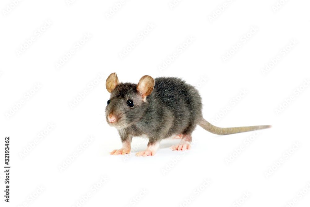 rat