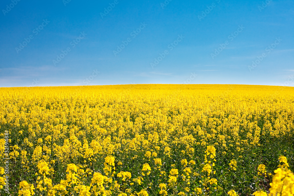 field of yellow rape against the blue sky field of yellow rape against the blue sky