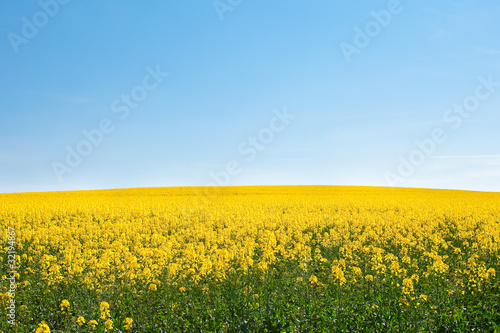 field of yellow rape against the blue sky © Evgeniya Uvarova