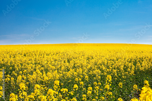 field of yellow rape against the blue sky © Evgeniya Uvarova