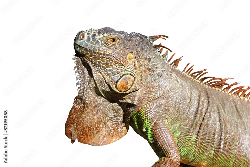 Obraz premium Iguana from mexico profile portrait detail macro