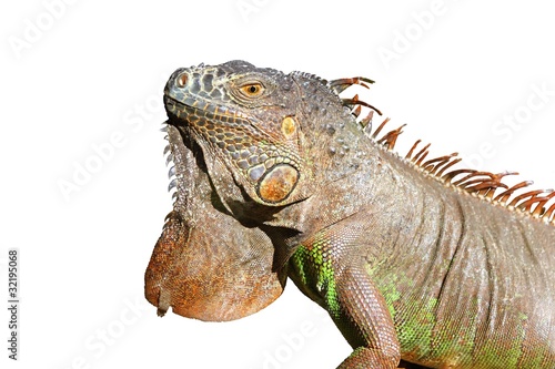 Fototapeta Naklejka Na Ścianę i Meble -  Iguana from mexico profile portrait detail macro