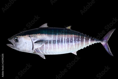 Bluefin tuna isolated on black background