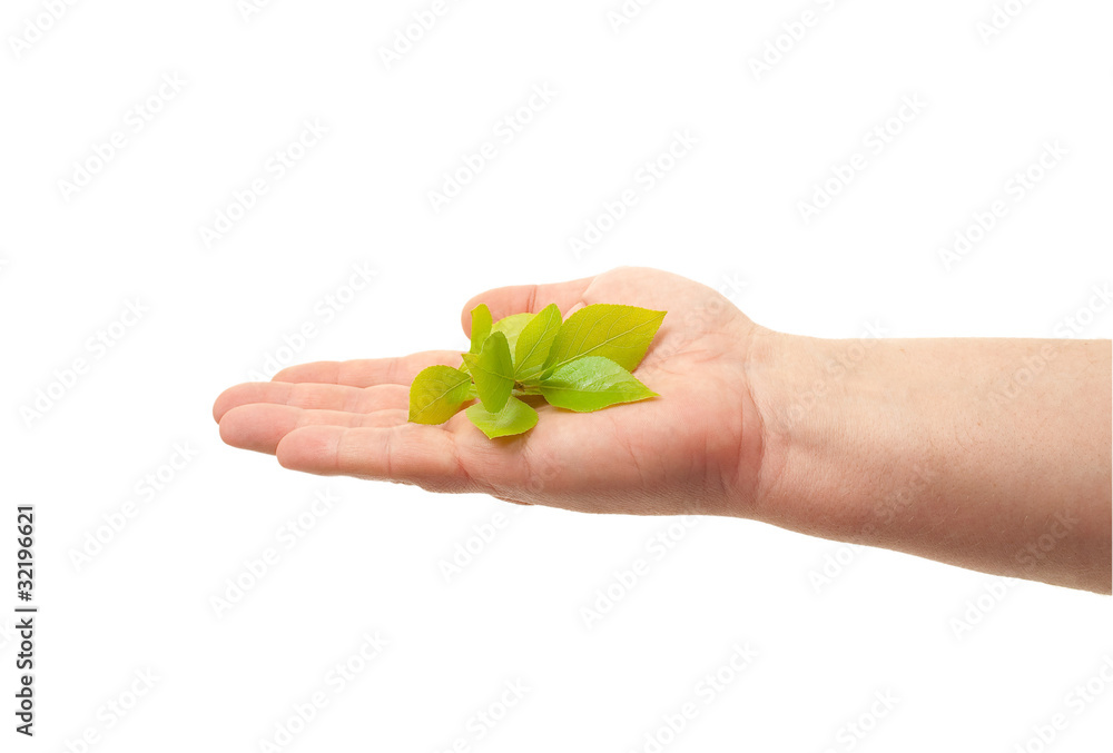 Green sprout in hand