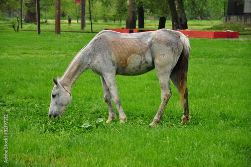 a horse on grass (meadow)