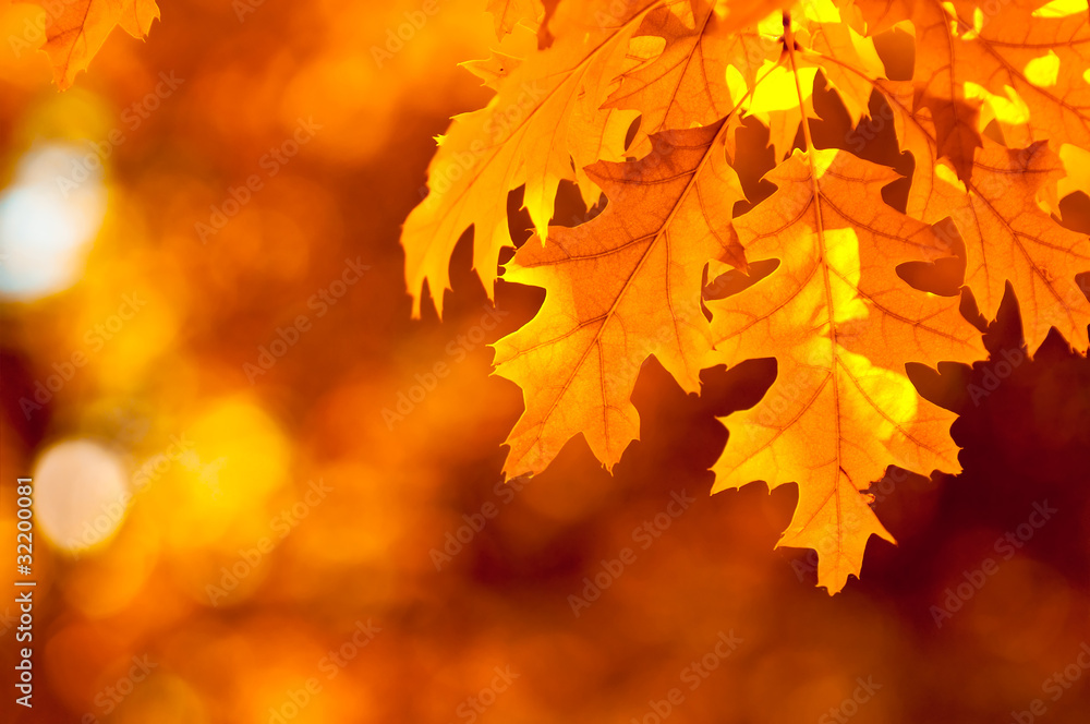 autumn leaves, very shallow focus autumn leaves, very shallow focus