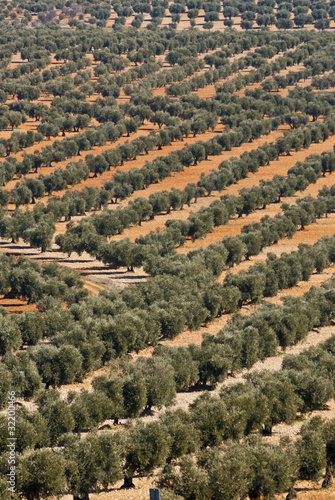 "Olive trees", Mora de Toledo. Toledo. "Quijote's route".