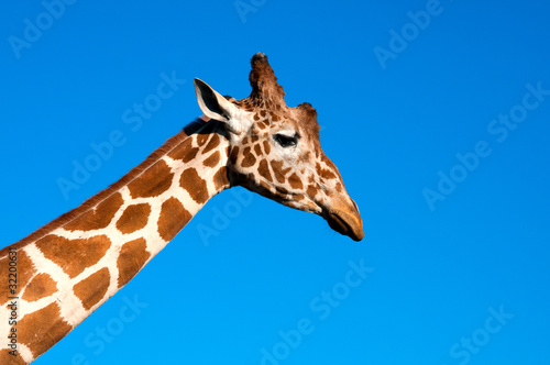 Giraffe head © kirill_makarov