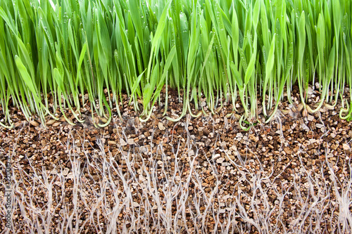 Fresh green grass growing vermiculite photo