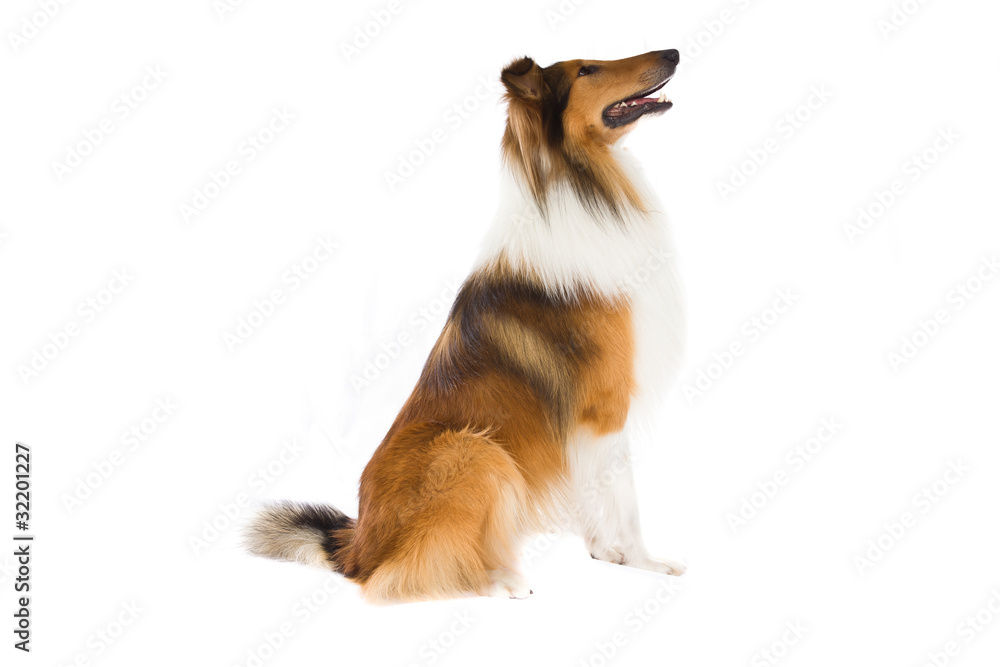 Collie sitting and looking away - obrazy, fototapety, plakaty 