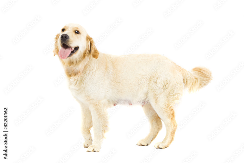 Obraz premium Golden Retriever