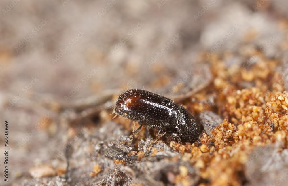 Extreme close-up of a Bark borer working on wood Extreme close-up of a Bark borer working on wood