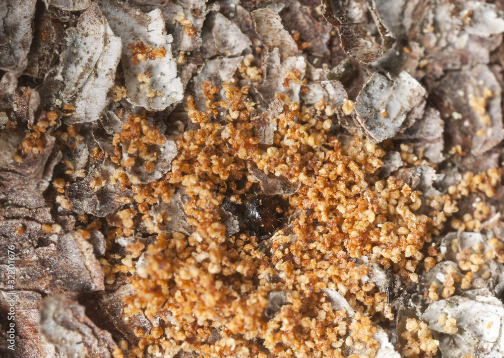 Extreme close-up of a Bark borer working on wood Extreme close-up of a Bark borer working on wood