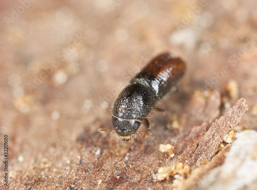 Extreme close-up of a Bark borer working on wood