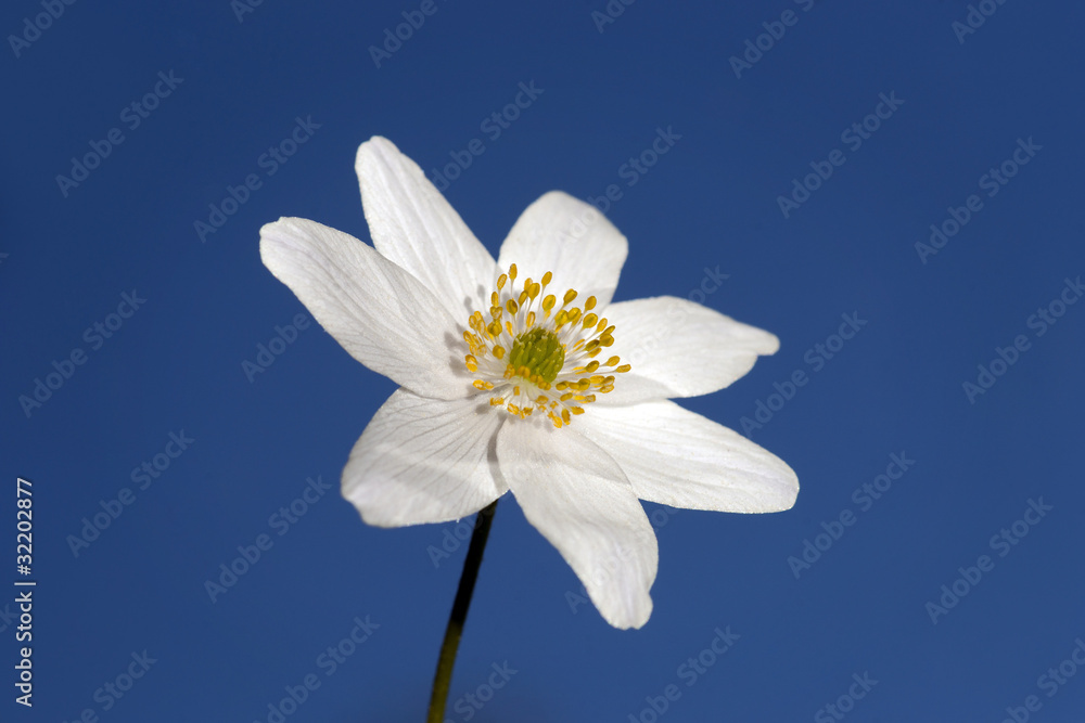 Windflower Windflower