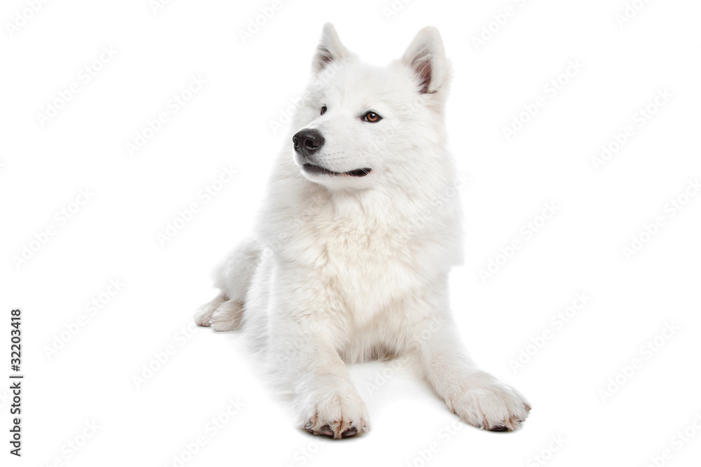 Samoyed dog Samoyed dog