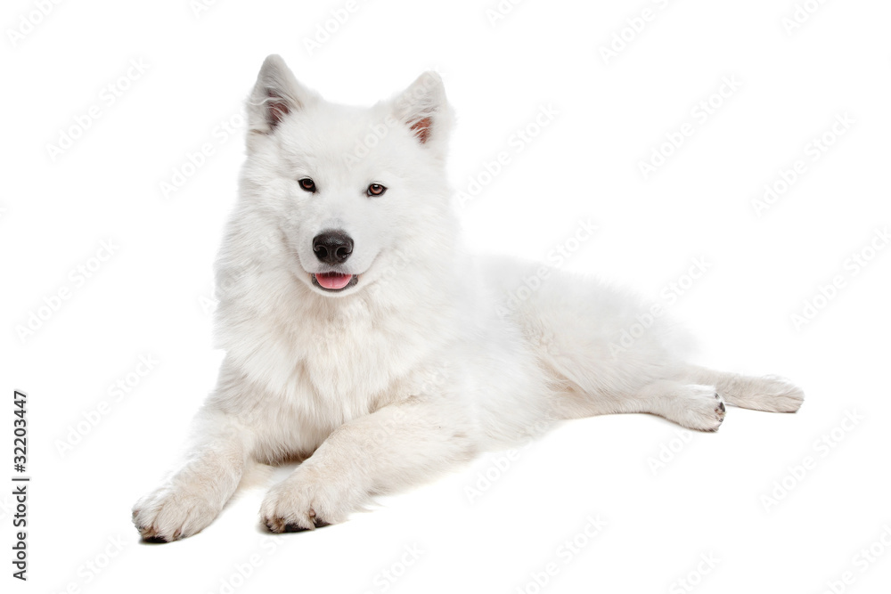 Samoyed dog Samoyed dog