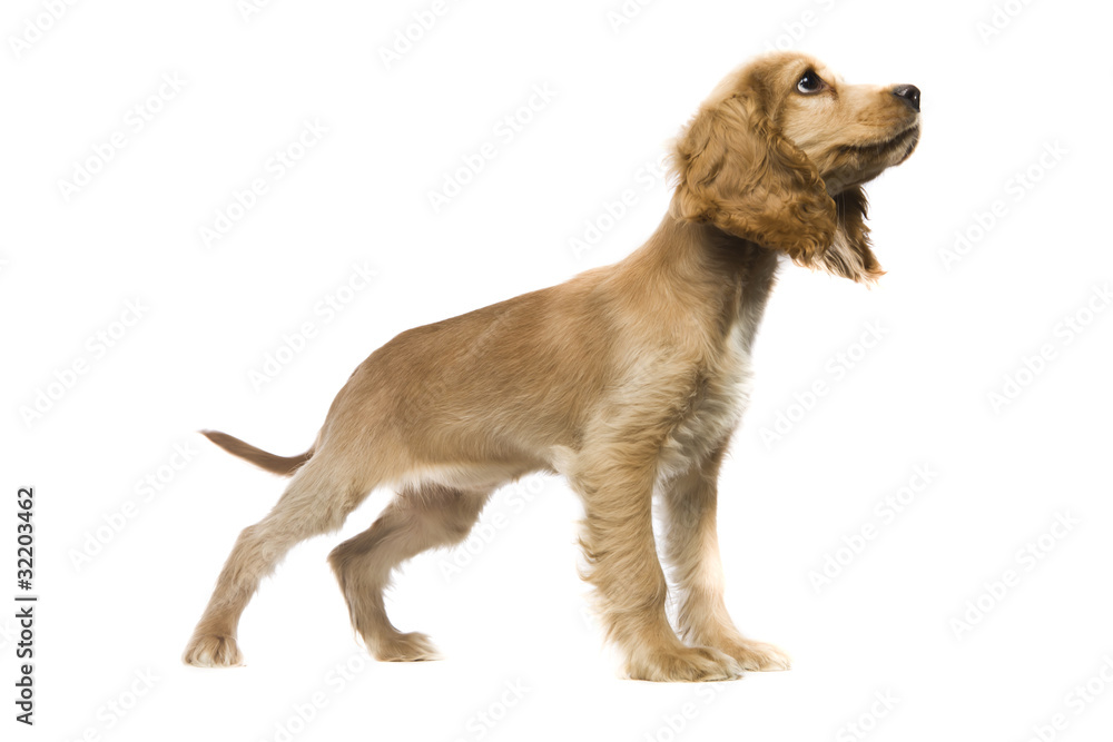 Puppy American Cocker Spaniel Puppy American Cocker Spaniel