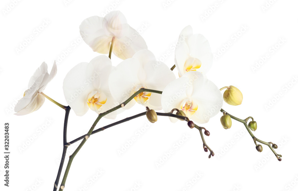 orchid orchid