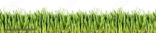 Fresh grass growing vermiculite - XXXL