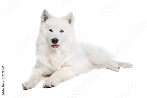 Samoyed dog