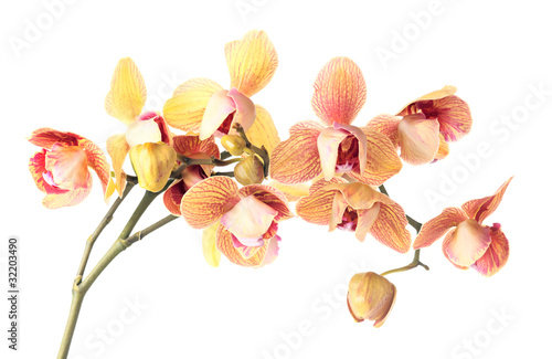 Fototapeta Naklejka Na Ścianę i Meble -  orchid