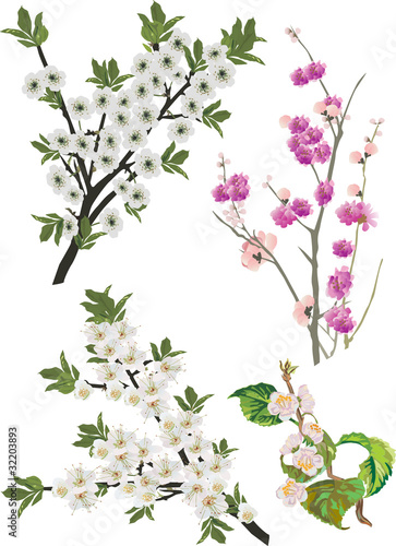 collection of sakura branches © Alexander Potapov