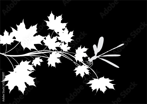 white maple branch and dragonfly